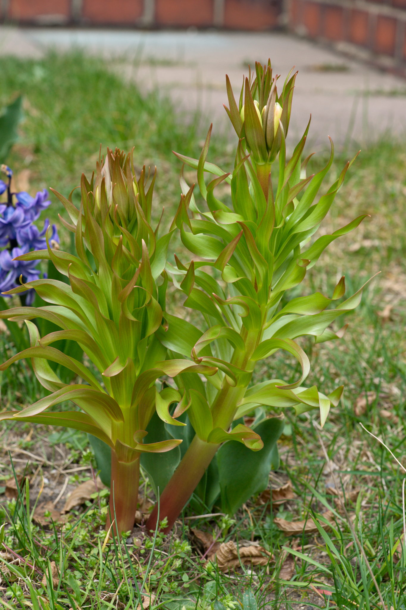 20210402  Gruen(t)raumHeimfeld 005